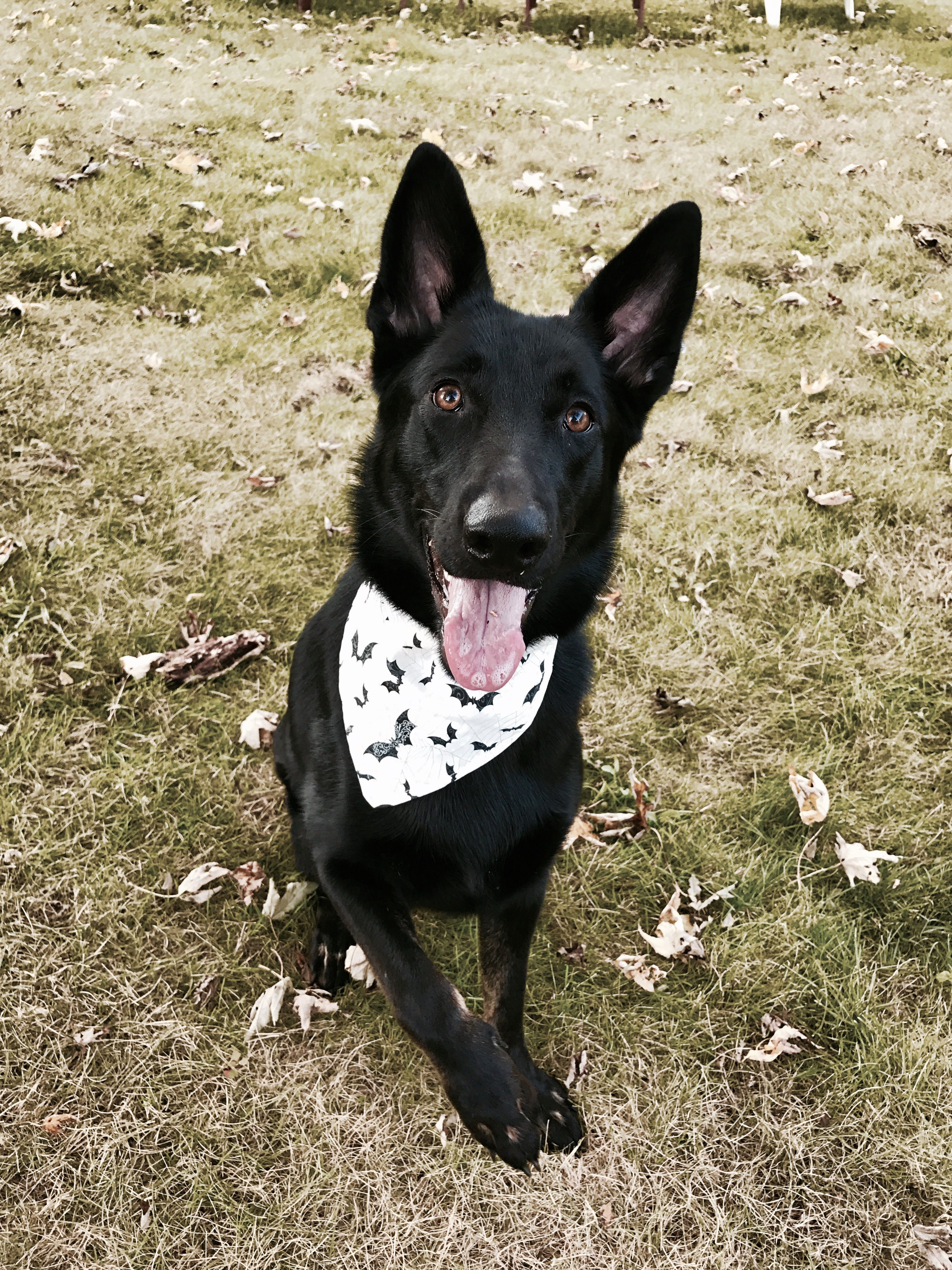 Black German Shepherd With Bat Bandana Black German Shepherd Dog
