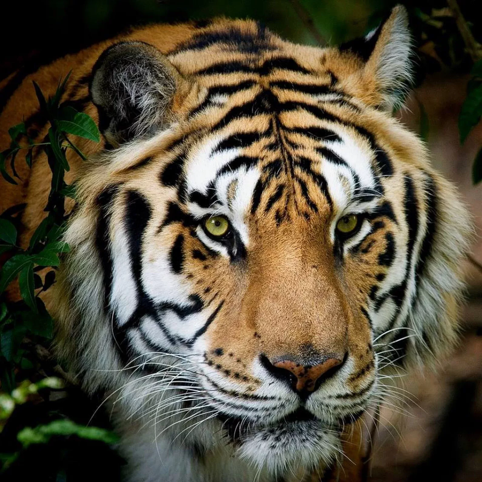 Fabulous Beautiful Cats Siberian Tiger Fabulous Beautiful Cats Siberian Tiger
