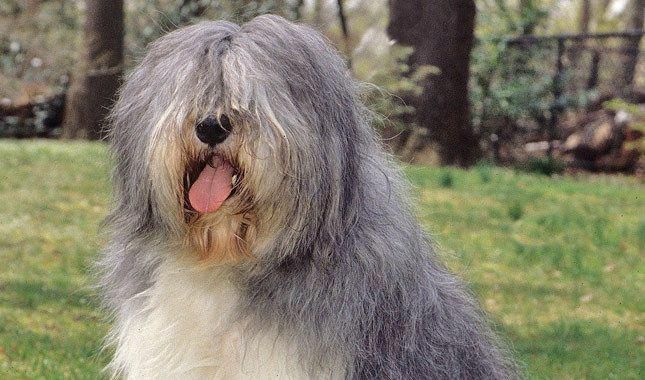 Sensitive get your dog to obey review Polish lowland