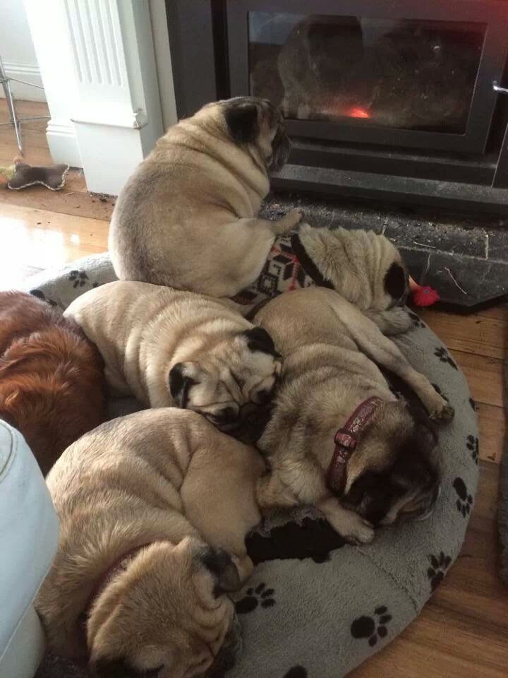 A Pile Of Pugs Pugs Cute Pugs Grumble Of Pugs
