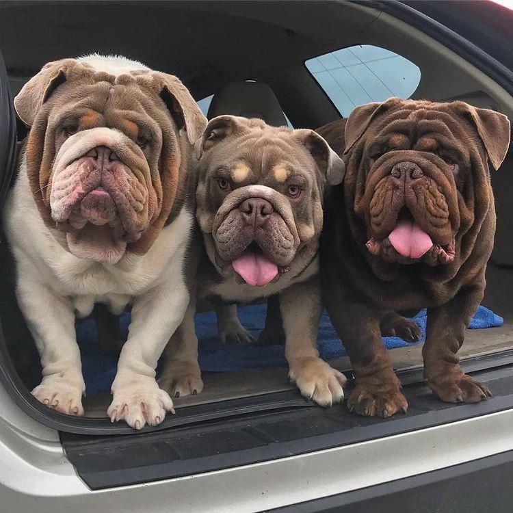 The Traits We Respect About The Dignified Bulldog Puppies