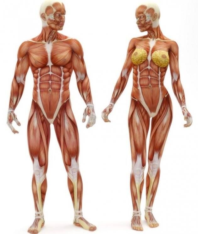 Pin De Selin Ilter Em Sketch Art Anatomia Corpo Humano Anatomia Para Artistas