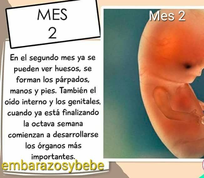 9 Ideas De Embarazo Mes A Mes Embarazo Mes A Mes Embarazo Etapas Embarazo