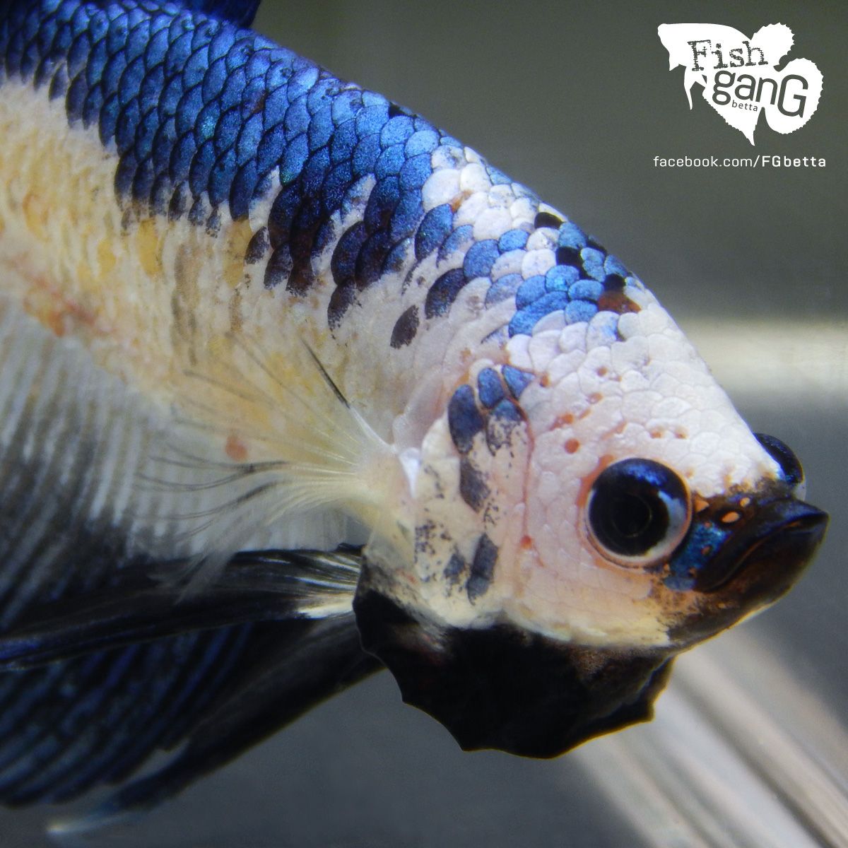 Betta fish freshwater aquarium