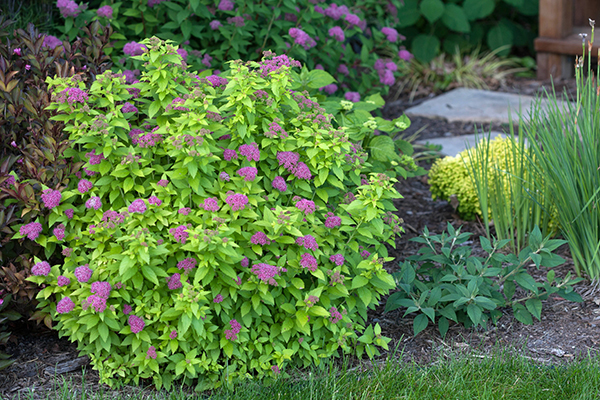 5 Top-Rated Shrubs for Easy Maintenance Landscapes | Proven Winners