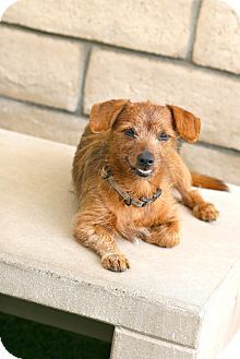 Cyrus Stats Wirehair Dachshund Mix Male Dob September 2007 13