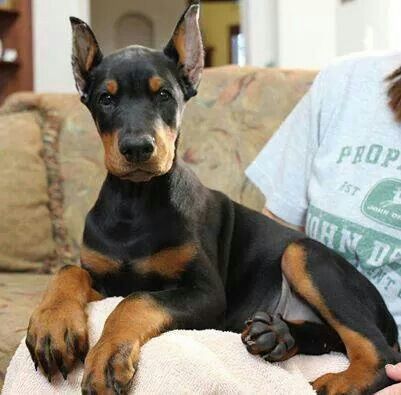 Doberman Pinscher Loyal And Fearless Doberman Puppy Doberman