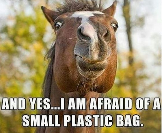 Funny Horse Memes That Will Make You Smile Funny Horse Memes