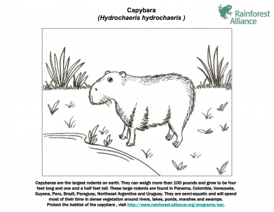 Image result for deutschland coloring capybara page Capybara Arth Color