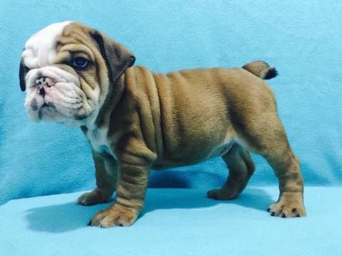 Bulldog Puppy For Sale In Charleston Sc Adn 26016 On Puppyfinder