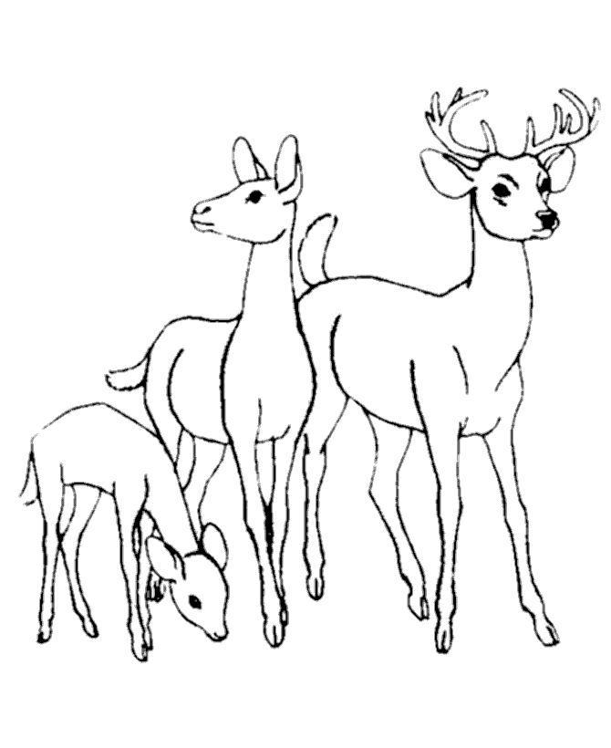 Geyik Ceylan Boyama Sayfas OkulncesiTRPreschool Deer coloring