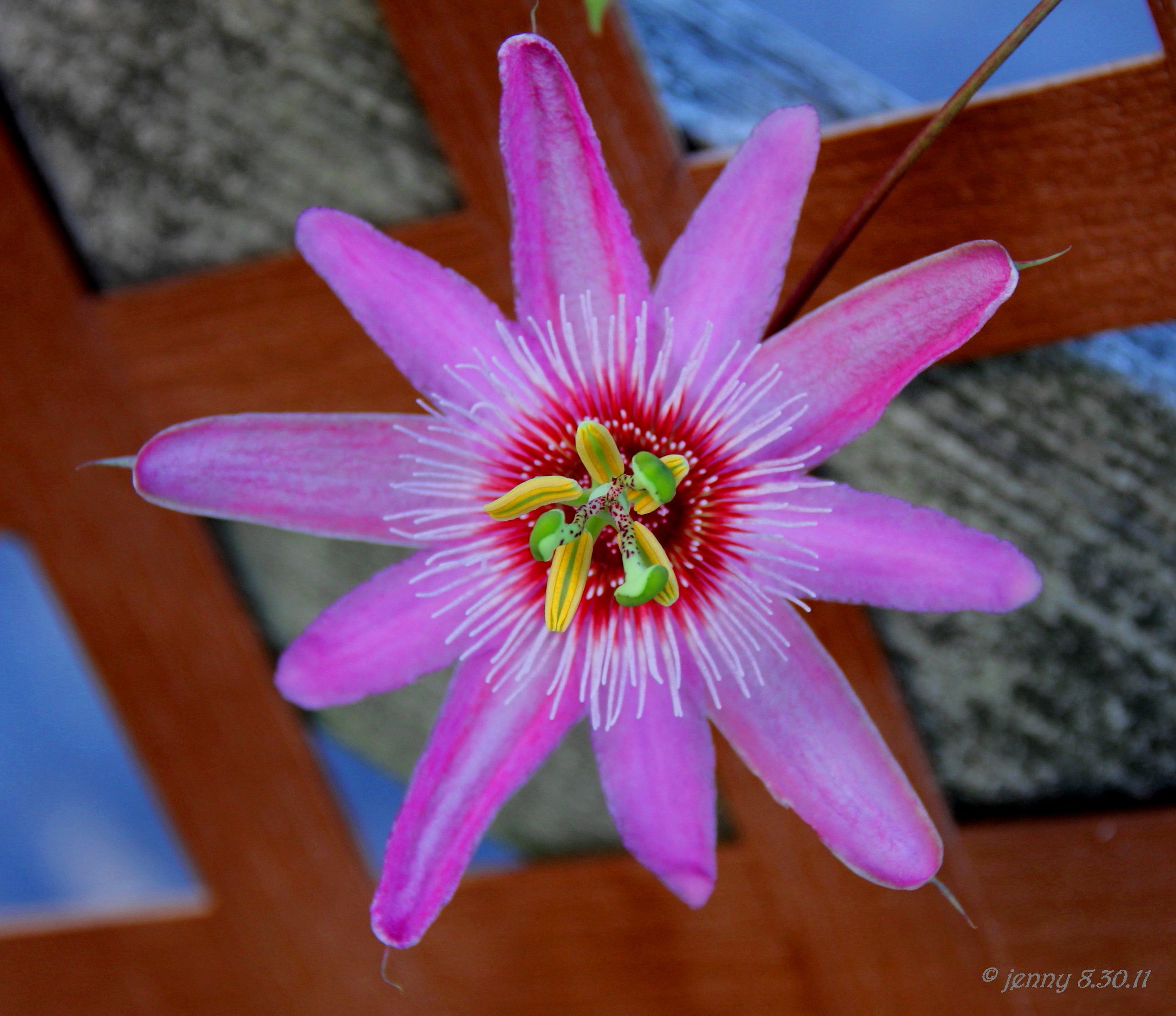 Anastasia Passion Flower, P. caerulea (Constance Eliott x P. gritensis