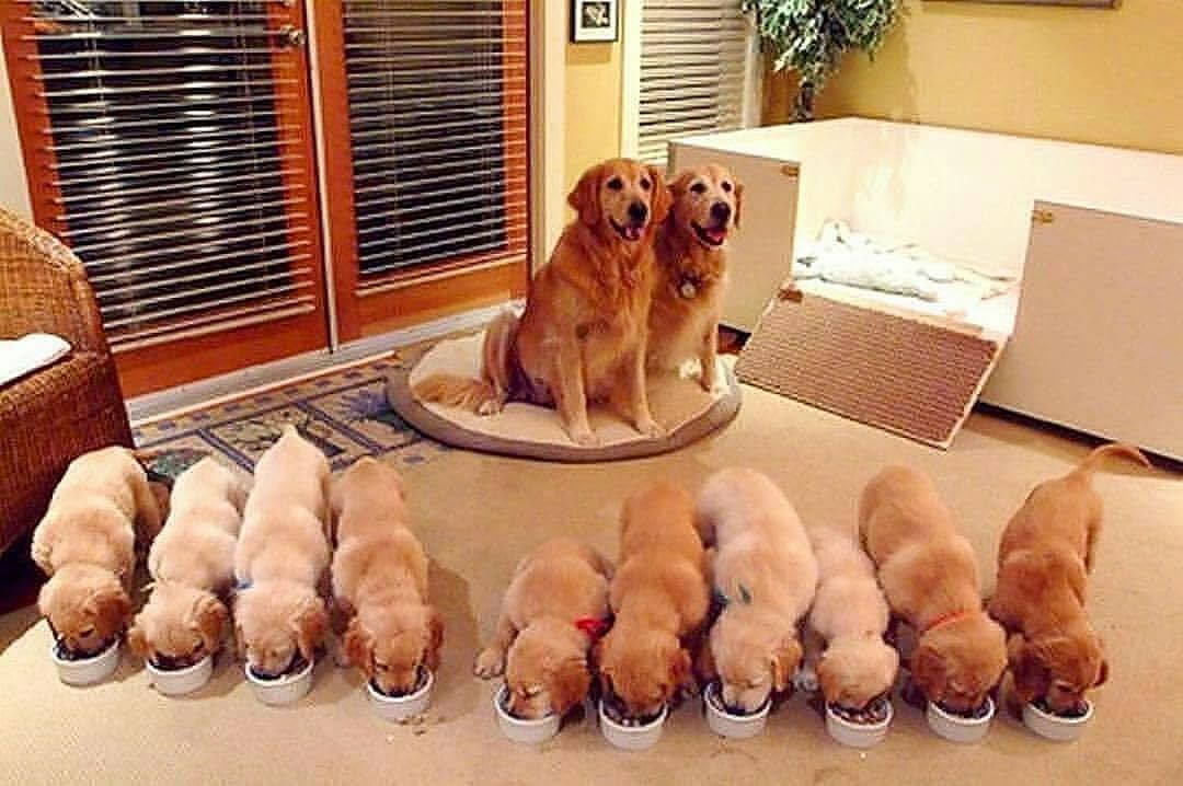 Pin By Nicole On Golden Retriever Puppies Cute Dogs Cute