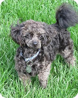 Pin By Bibi On On Adopt Foster Rescue Paws Pets Poodle Pet
