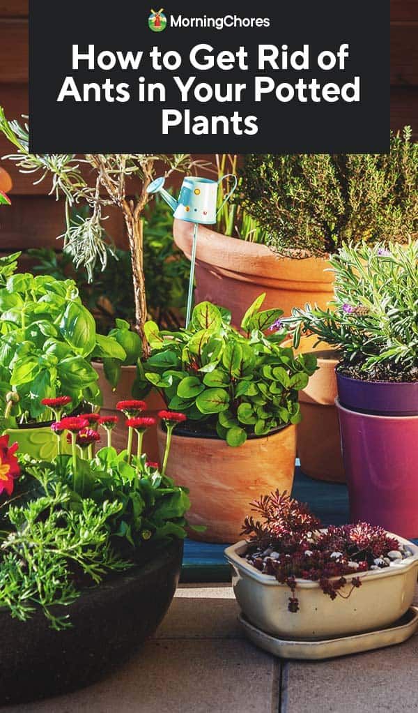 How to Get Rid of Ants in Your Potted Plants in 2020 | Rid of ants, Get