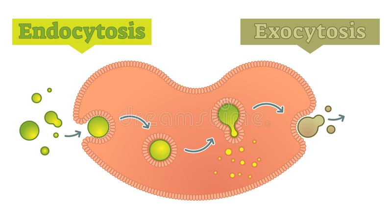 Endocytosis and exocytosis diagram vector illustration stock