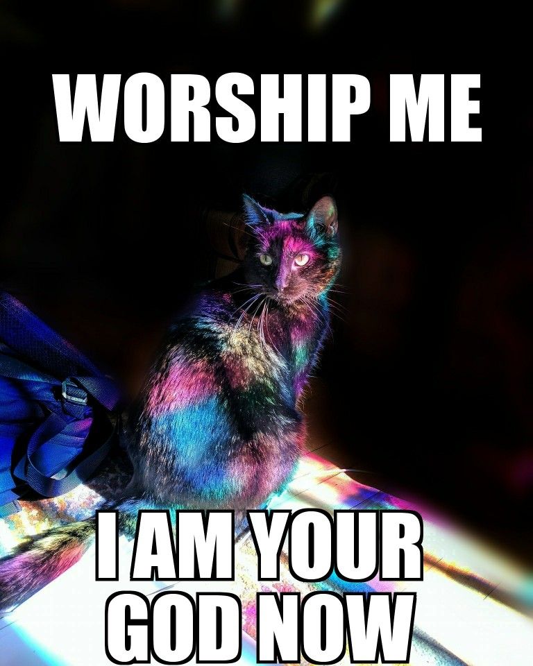 Pin On P O U N C E People Organized Under The New Cat Empire Pin On P O U N C E People Organized Under The New Cat Empire