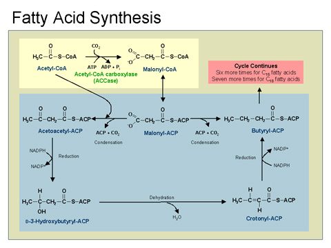 fatty acid synthesis