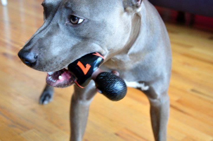 Michael Vick Chew Doll Dog Chew Toys Dog Rules Dogs