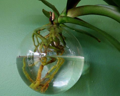 Hydroponic orchid growing may prove the solution for an ailing orchid. The method is actually quite easy and fairly foolproof, requiring a few items and a little patience. Learn how to grow orchids in water with this quick tutorial. #hydroponicgardeningtips #growingorchids