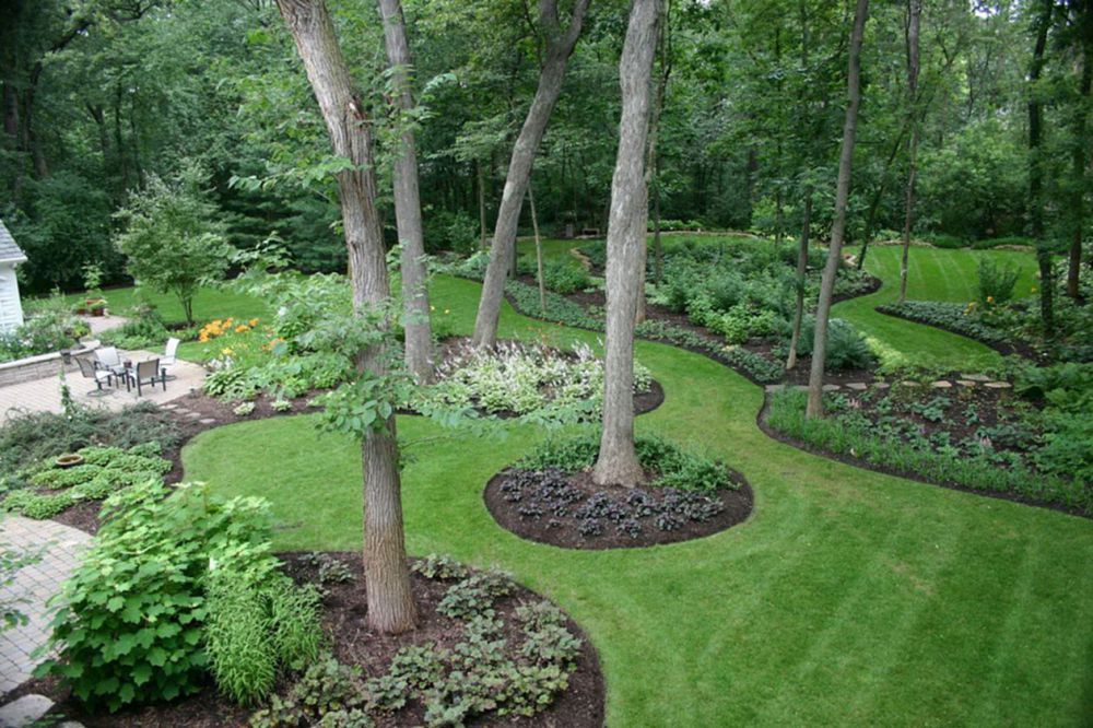 Pine trees for backyard landscaping