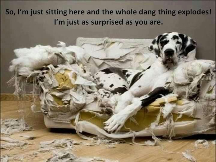 Funny Dog And Cat Photos With Captions 5 Surprised Dog Funny