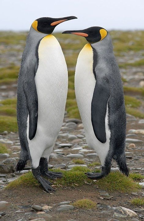 pinguin dating