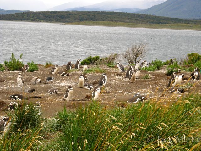 Magelannic Penguins Of Martillo Island On Patagonia S Beagle