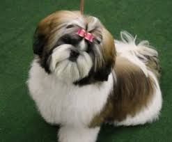 Shih Tzu Affectionate And Playful Shih Tzu Haircuts Shih Tzu