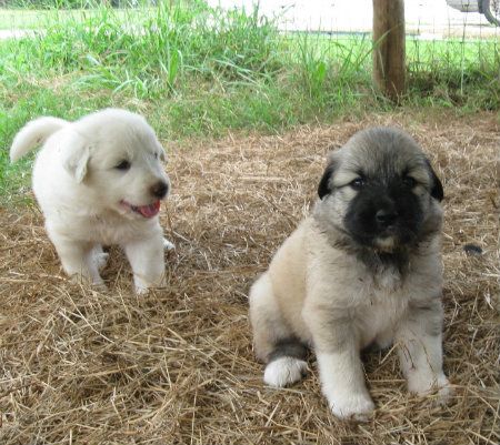 purebred great pyrenees puppies for sale