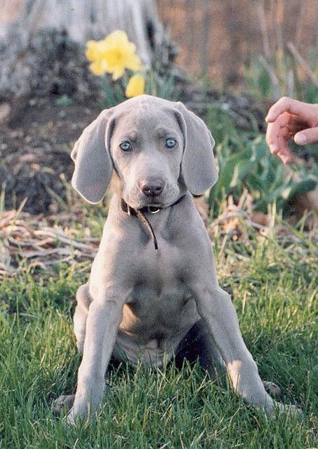 The New Puppy Weimaraner Puppies Puppies Cute Puppies
