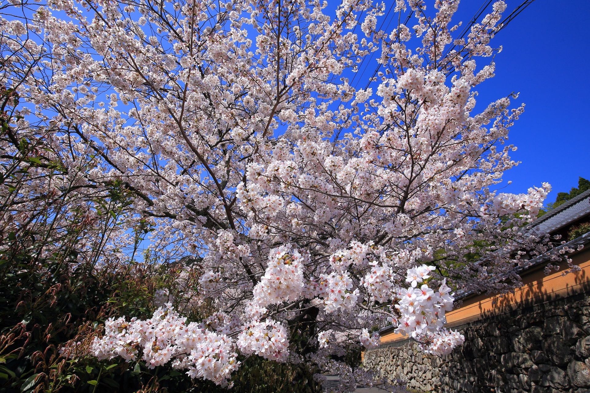 願徳寺 桜 洛西の知られざる豪快な桜 春色 京都 桜 絶景 願徳寺 桜 洛西の知られざる豪快な桜 春色 京都 桜 絶景