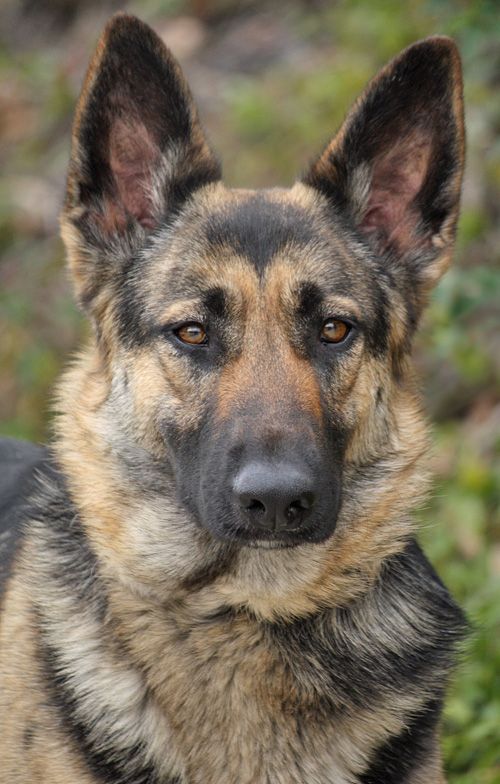 Brandy Von Rottrop Is A Beautiful 12 Month Old German Shepherd