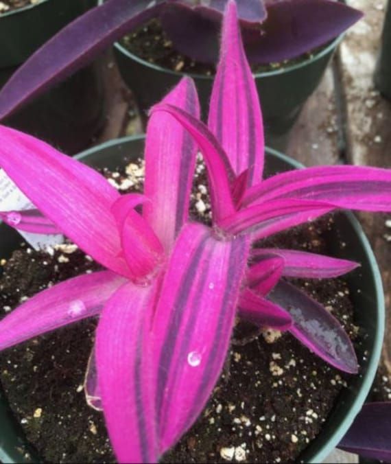 You Will Receive 1 Tradescantia Setcreasea Pallida Variegated Live House Plant Now Shipping