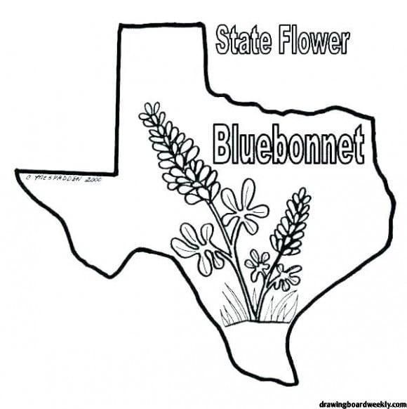 Bluebonnet Coloring Page Free | Blue bonnets, Coloring pages, Flag