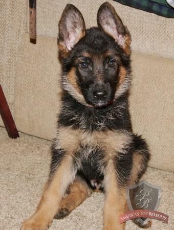 German Shepherd Strong And Loyal German Shepherd Puppies