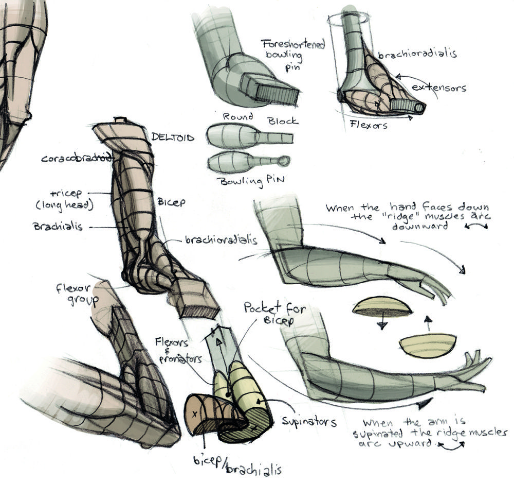 Pin by 3D캐릭터 on anatomy notes | Anatomy reference, Muscle anatomy