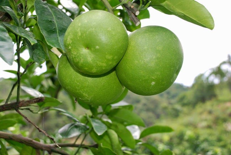 Manfaat Buah Jeruk Bali ~ RagamArtikelUnik | Buah jeruk, Jeruk bali, Buah