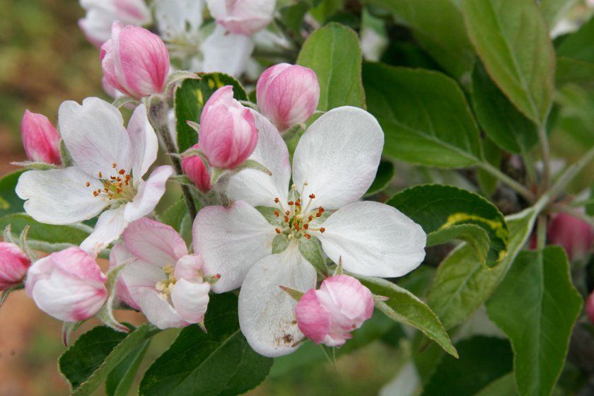 Apple Blossom, state flower of Arkansas. Apple blossom