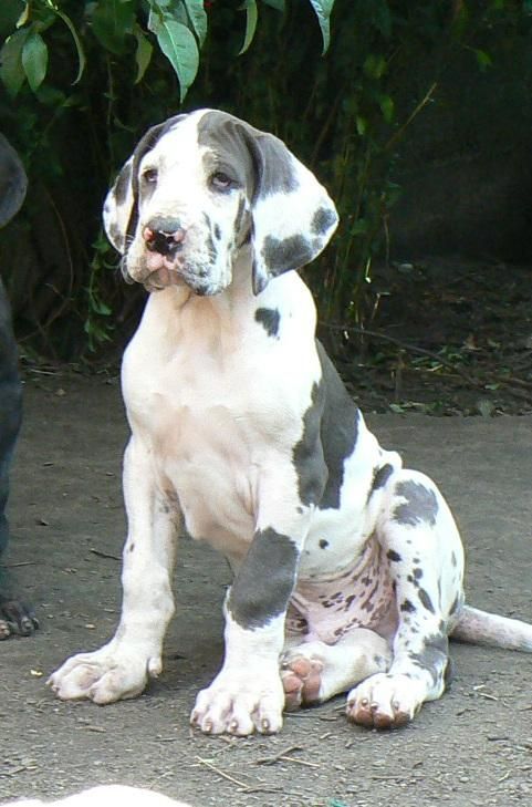 Great Dane Cute Dane Puppies Great Dane Puppy Dogs