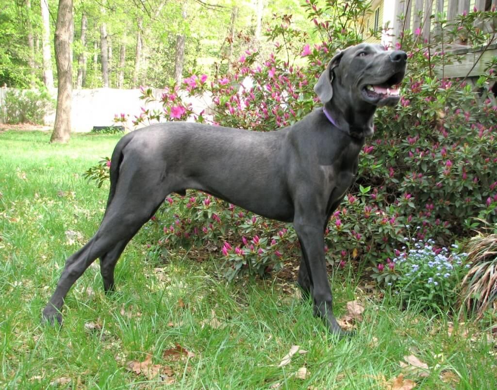 Health Issues Great Dane Blue Great Danes Tallest Dog Dane