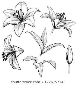 Vector de stock (libre de regalías) sobre Graphical Lily Flower Arc Composition Black1233627994 Lilly Flower Drawing, Lilly Flower Tattoo, Lilies Drawing, Flower Tattoo Designs, Flower Tattoos, Flower Painting, Pencil Drawings Of Flowers, Flower Sketches, Lily Tattoo
