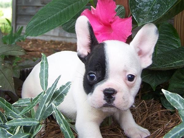 Please Let Me Get To The Top Of The Puppy List I Am On Please