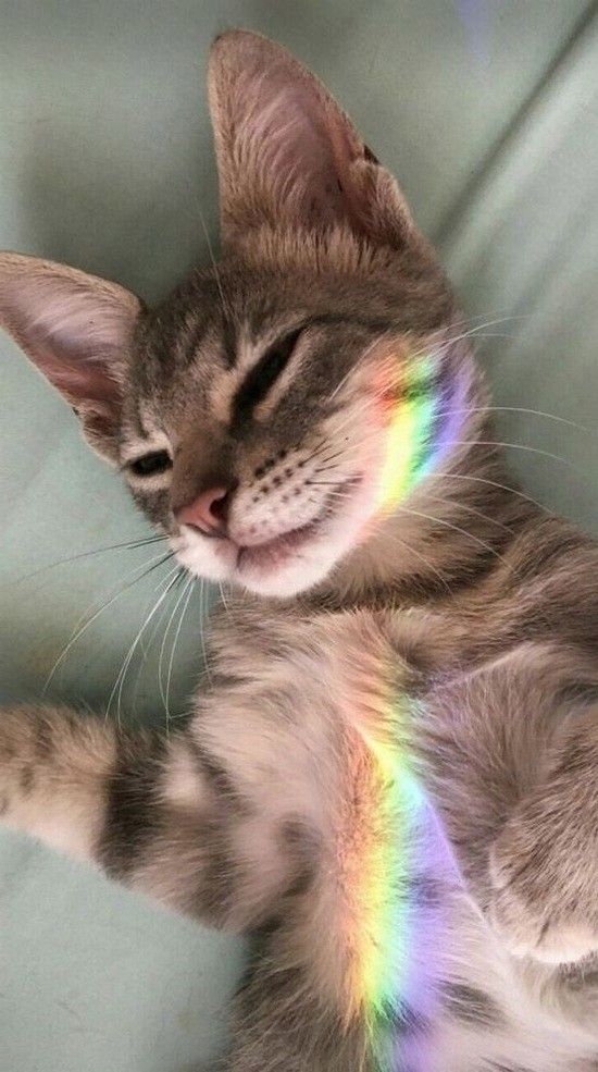 Cute Funny Animals, Cute Baby Animals, Animals And Pets, Funny Cats, Nature Animals, Baby Puppies, Cute Puppies, Cute Kittens, Cats And Kittens