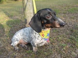 Adopt Bess On Weenie Dogs Dachshund Love Dachshund Dog