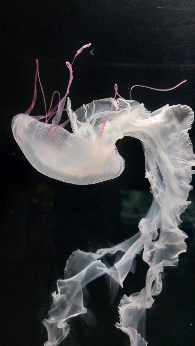 Jellyfish