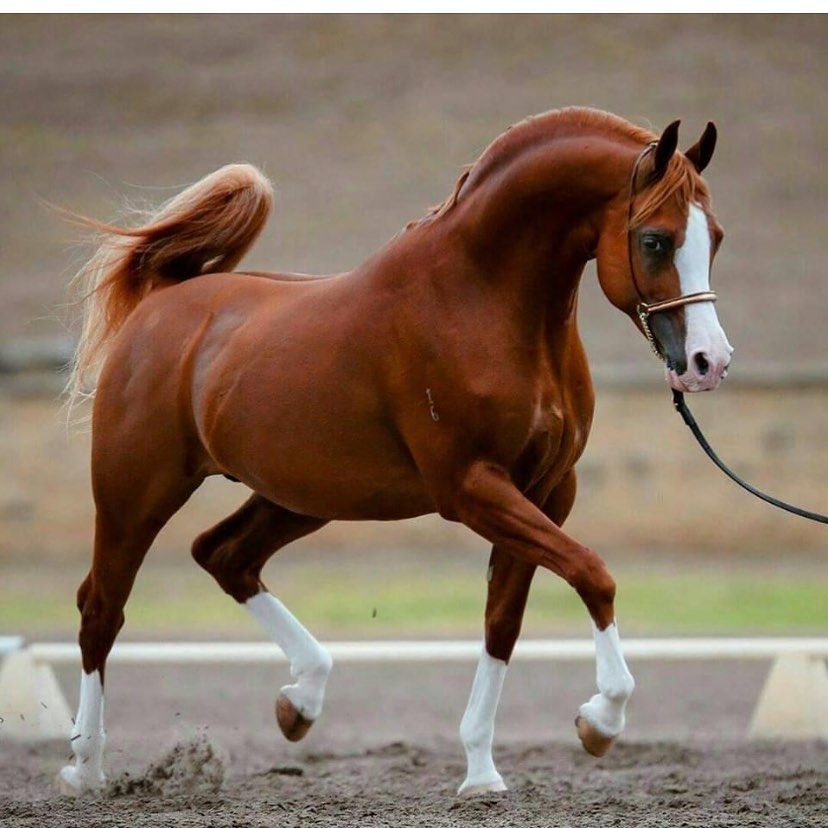 مربط العمران On Instagram Horses Arabian Horse Beautiful Arabian Horses