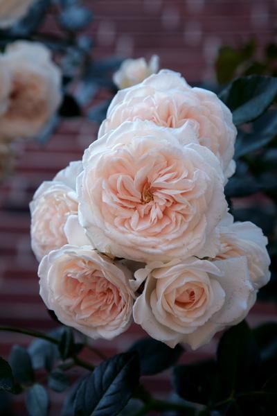 Rosa Climber Honeymoon Regan Nursery Roses Pinterest Rose Rosa Climber Honeymoon Regan Nursery