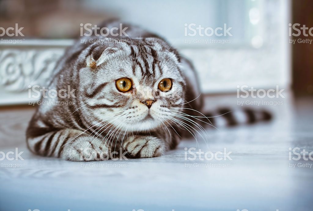 Scottish Fold, Grey Cats, Bird, Animals, Animales, Gray Cats, Animaux, Birds, Animal