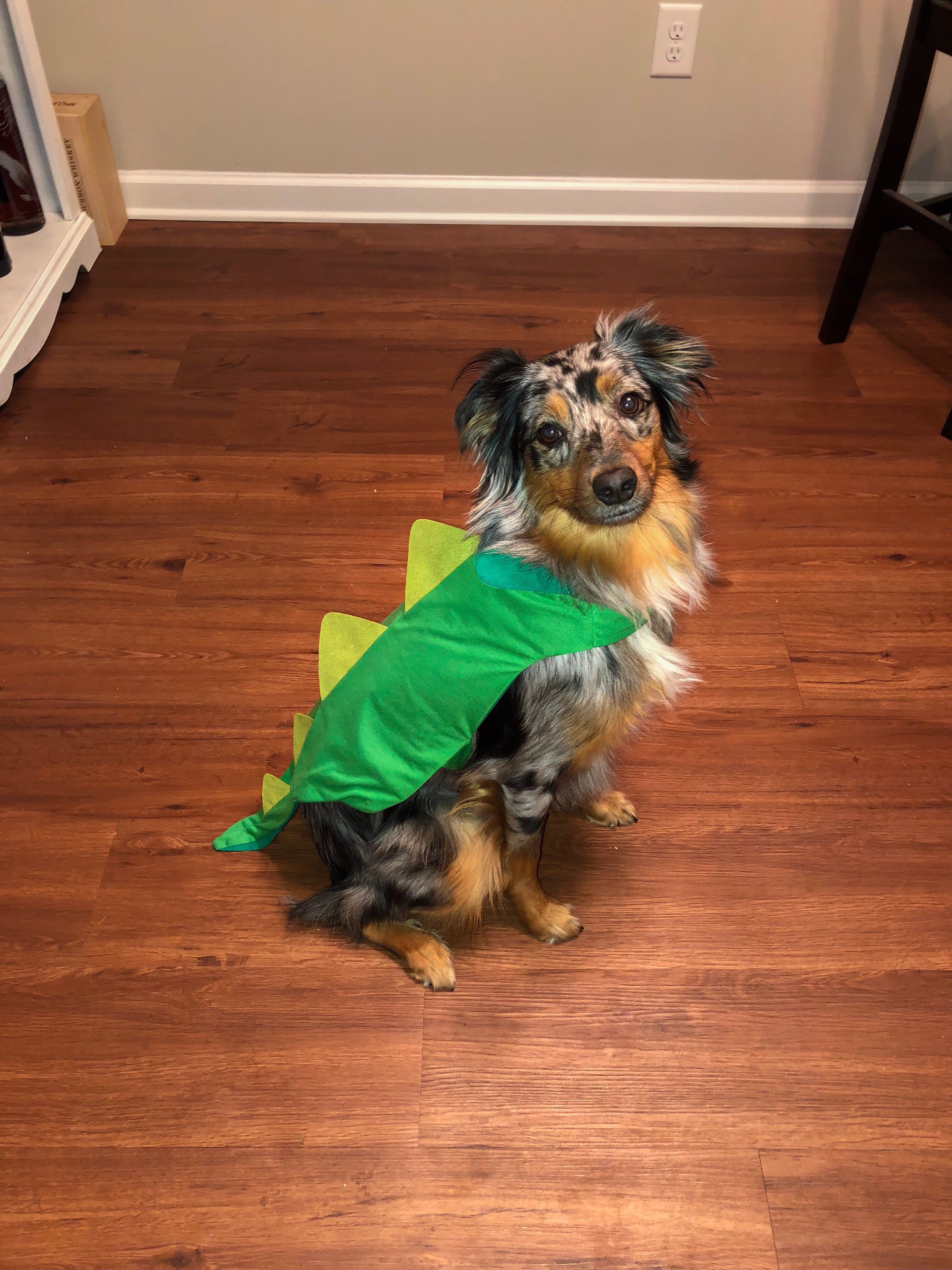 Halloween Dog Costume Australian Shepherd Australian Shepherd